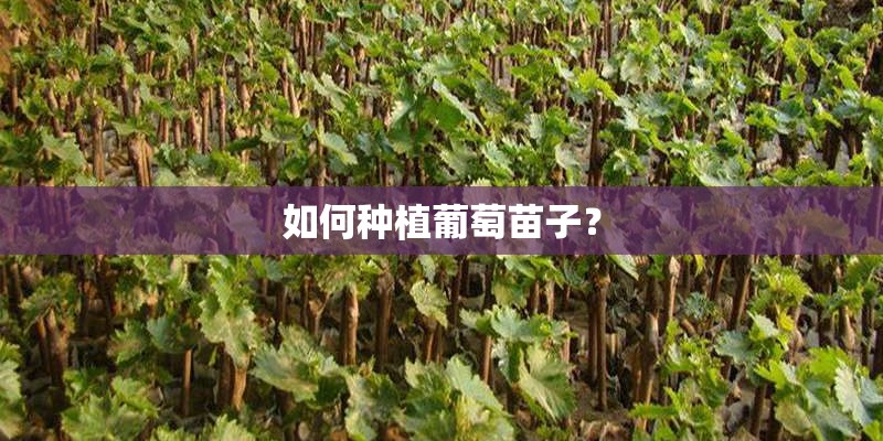 如何种植葡萄苗子? 如何种植葡萄苗子?