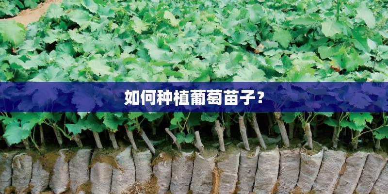 如何种植葡萄苗子? 如何种植葡萄苗子?
