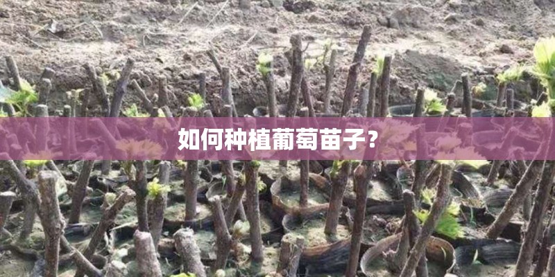 如何种植葡萄苗子? 如何种植葡萄苗子?