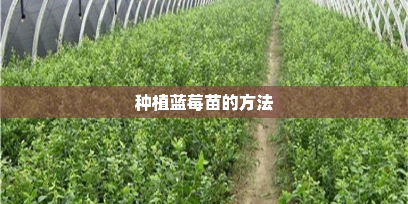 种植蓝莓苗的方法