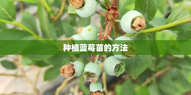 种植蓝莓苗的方法