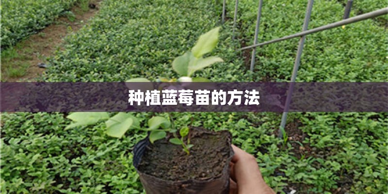种植蓝莓苗的方法