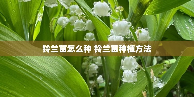 铃兰苗怎么种 铃兰苗种植方法
