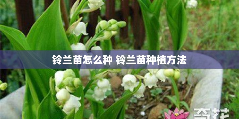 铃兰苗怎么种 铃兰苗种植方法