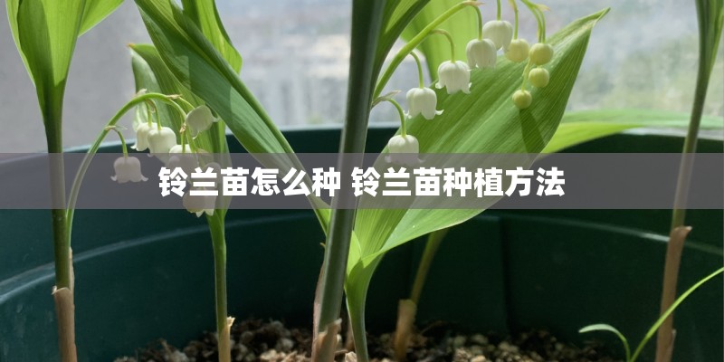 铃兰苗怎么种 铃兰苗种植方法