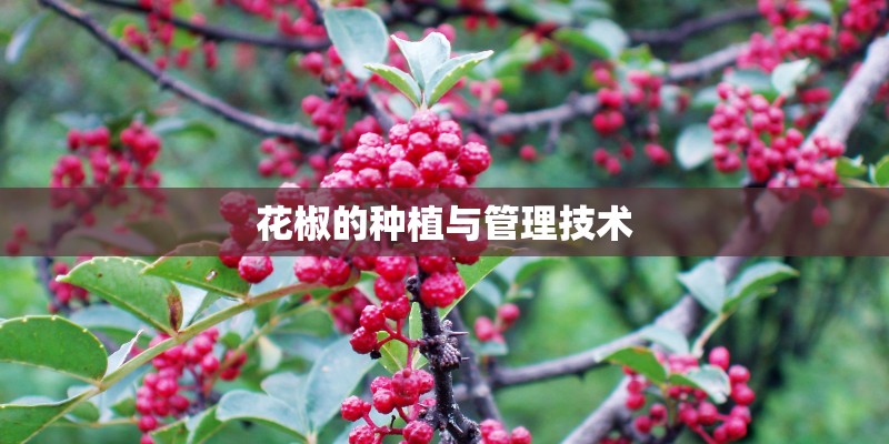 花椒的种植与管理技术