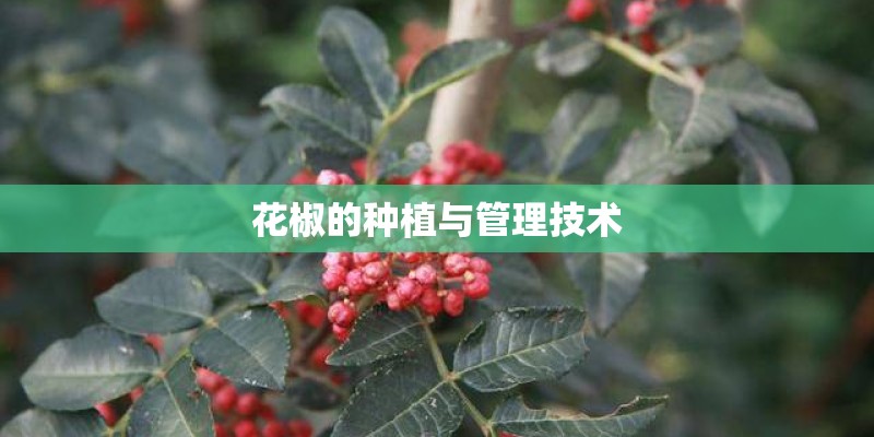 花椒的种植与管理技术