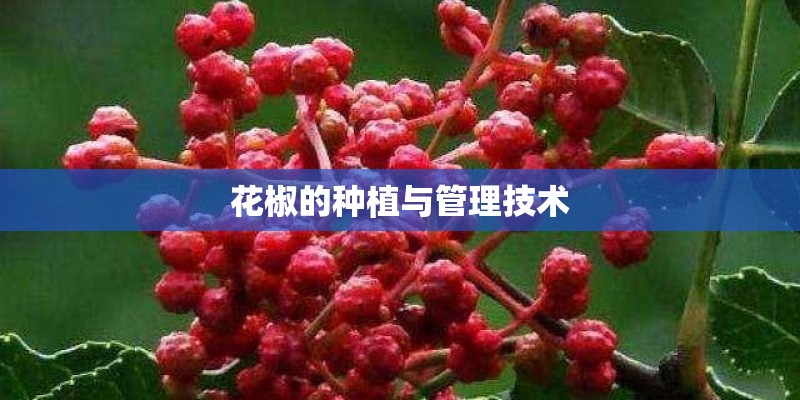 花椒的种植与管理技术