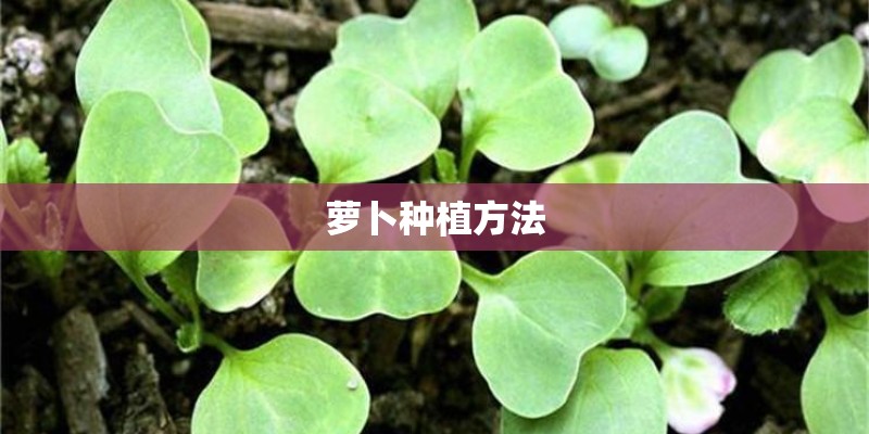 萝卜种植方法