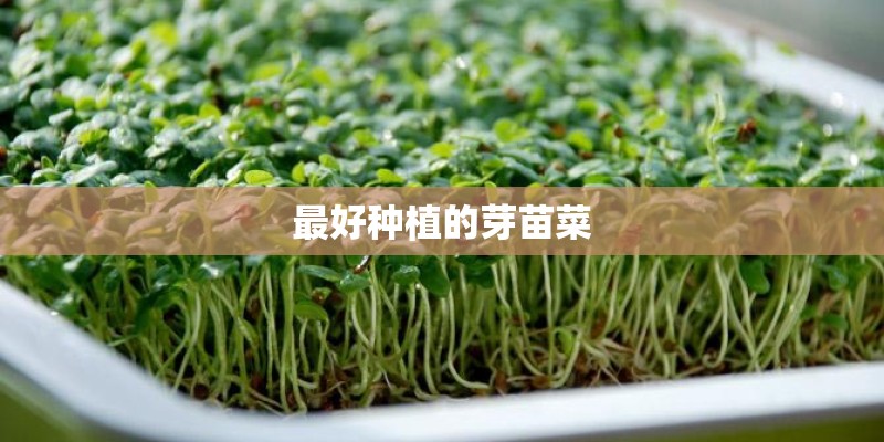最好种植的芽苗菜