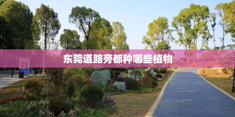 东莞道路旁都种哪些植物