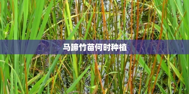 马蹄竹苗何时种植