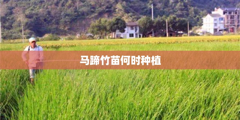 马蹄竹苗何时种植