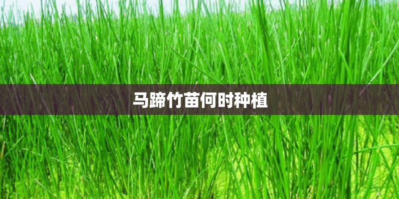 马蹄竹苗何时种植