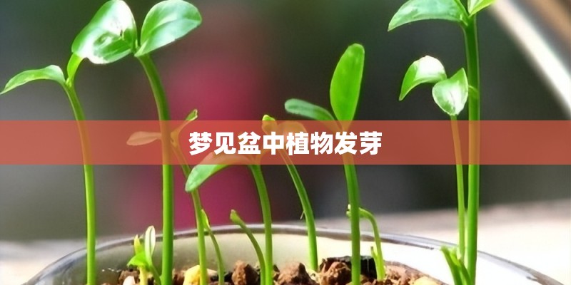 梦见盆中植物发芽
