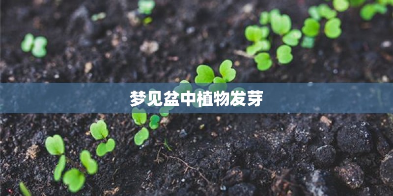 梦见盆中植物发芽
