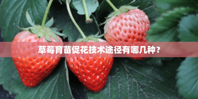 草莓育苗促花技术途径有哪几种？