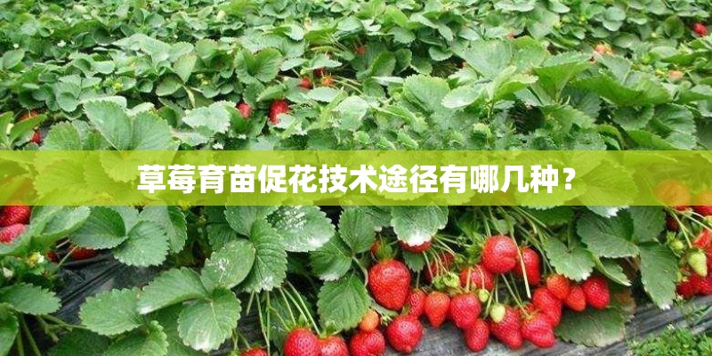 草莓育苗促花技术途径有哪几种？