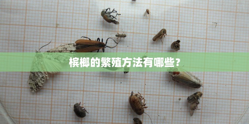 槟榔的繁殖方法有哪些？