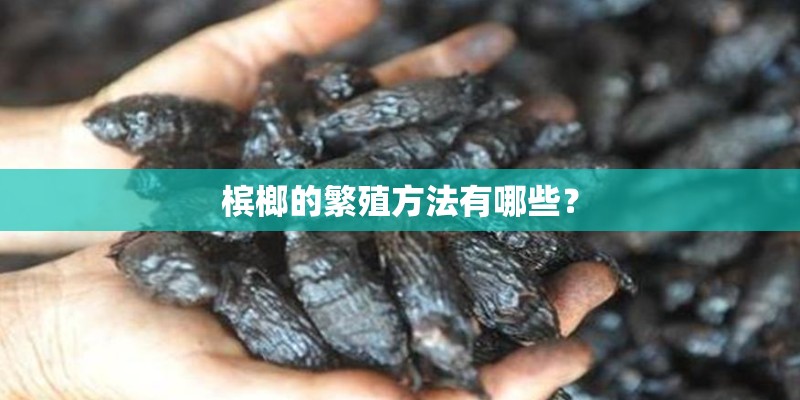 槟榔的繁殖方法有哪些？