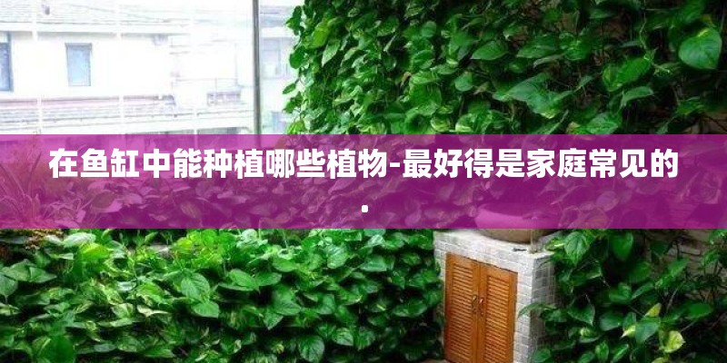 在鱼缸中能种植哪些植物-最好得是家庭常见的.
