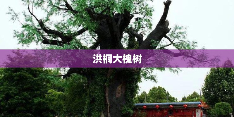 洪桐大槐树