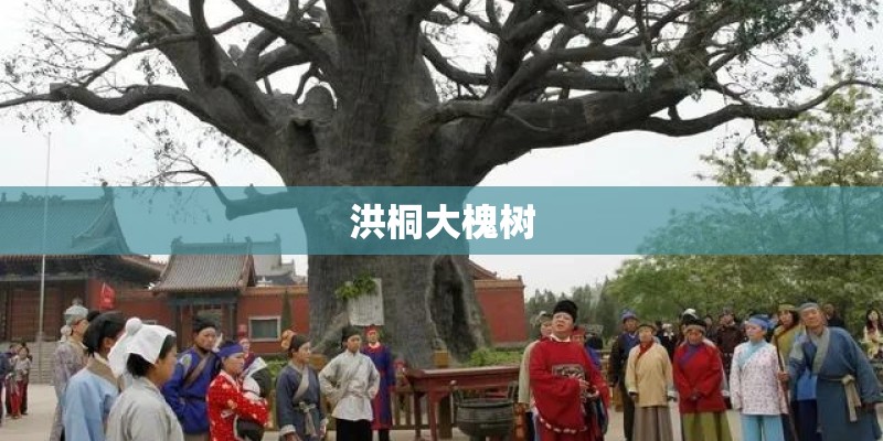 洪桐大槐树