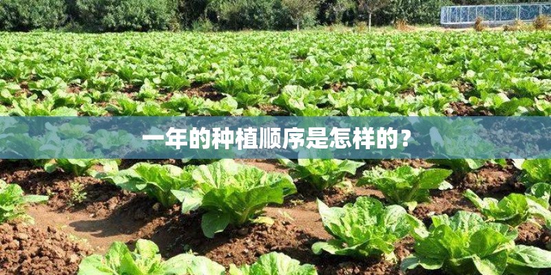 一年的种植顺序是怎样的？