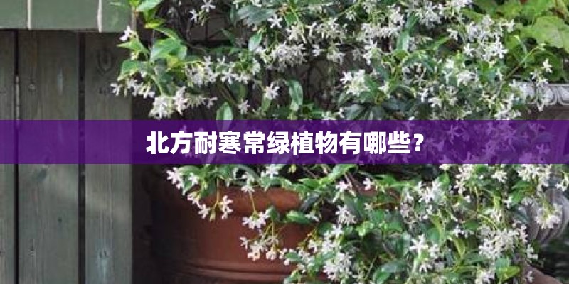 北方耐寒常绿植物有哪些？