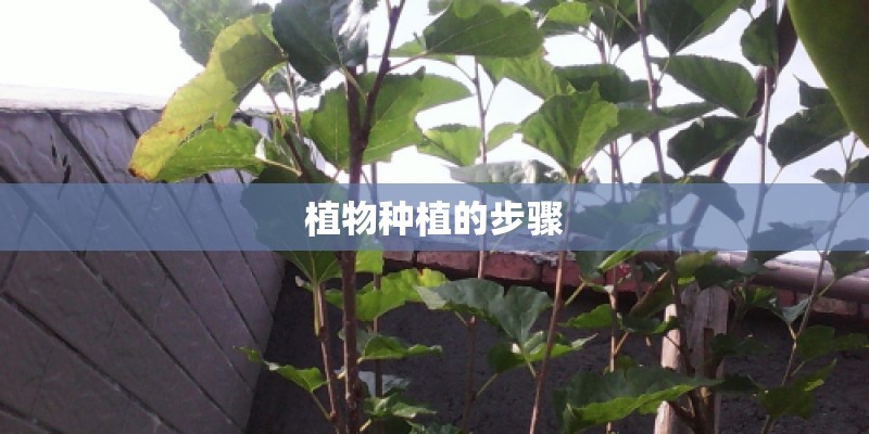 植物种植的步骤