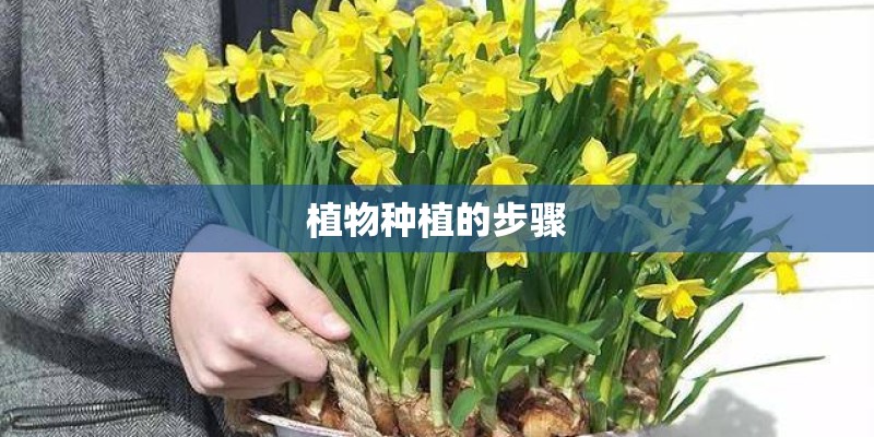 植物种植的步骤