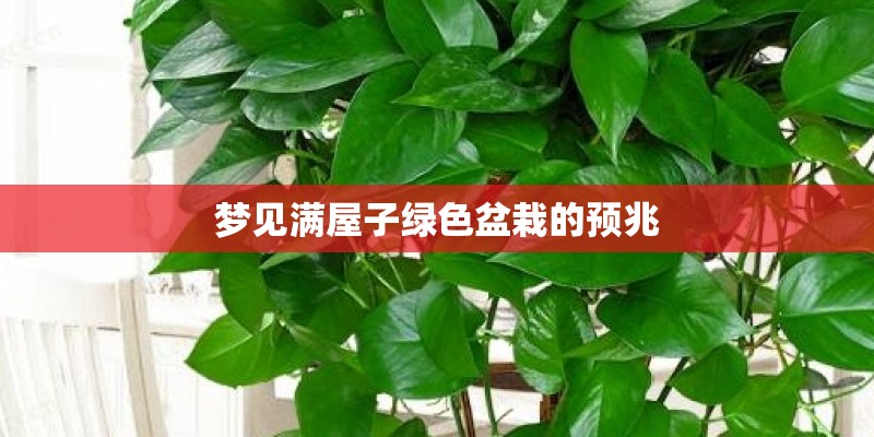梦见满屋子绿色盆栽的预兆