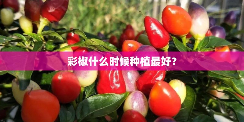 彩椒什么时候种植最好？
