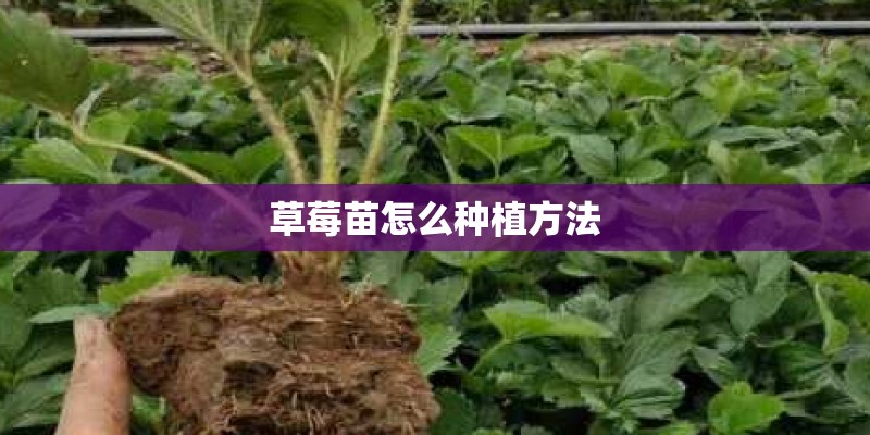 草莓苗怎么种植方法