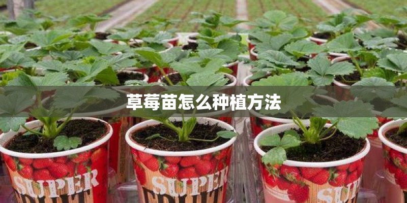 草莓苗怎么种植方法