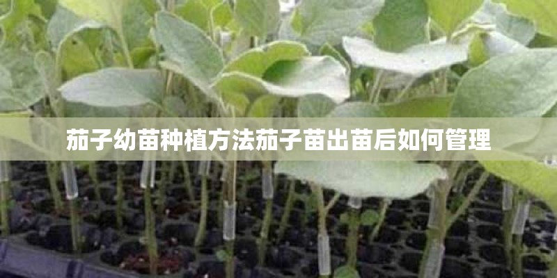 茄子幼苗种植方法茄子苗出苗后如何管理