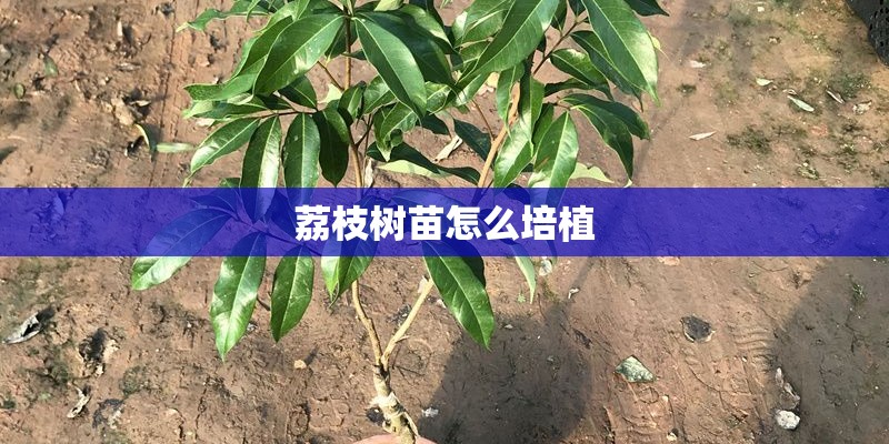 荔枝树苗怎么培植