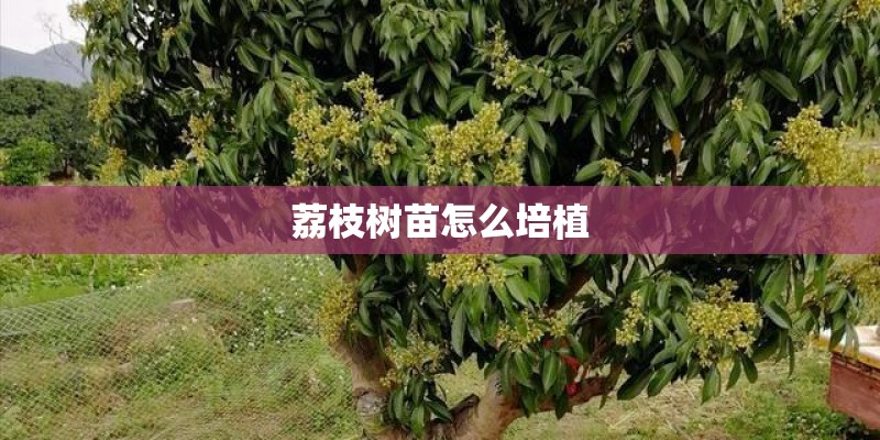 荔枝树苗怎么培植