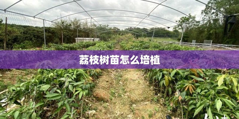 荔枝树苗怎么培植