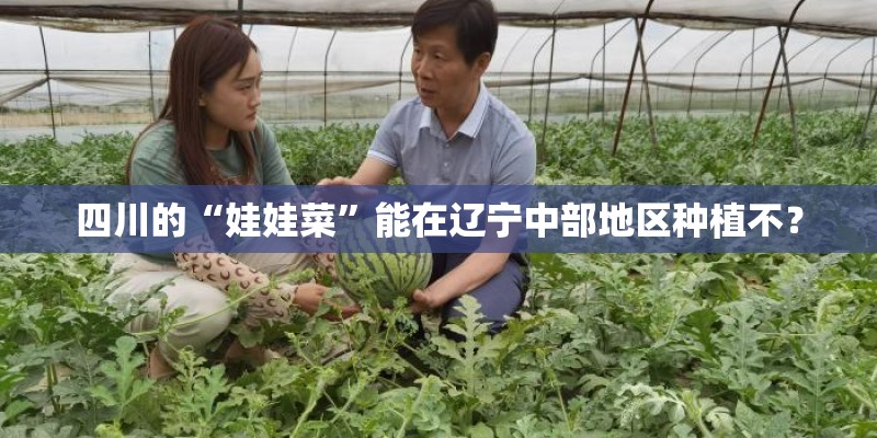四川的“娃娃菜”能在辽宁中部地区种植不？