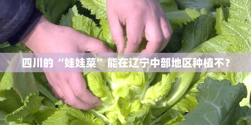 四川的“娃娃菜”能在辽宁中部地区种植不？