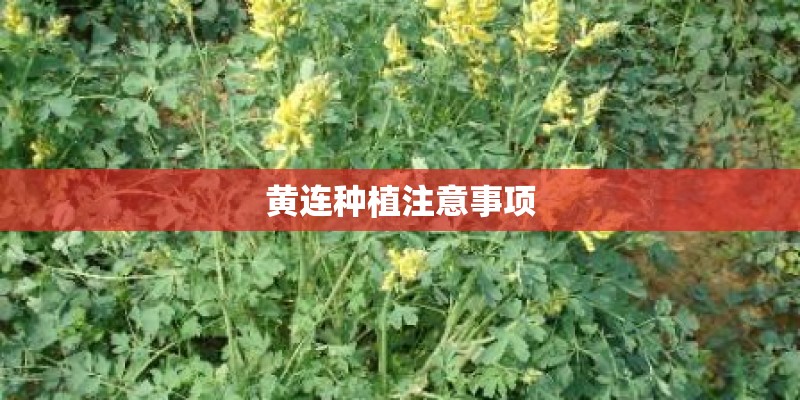 黄连种植注意事项