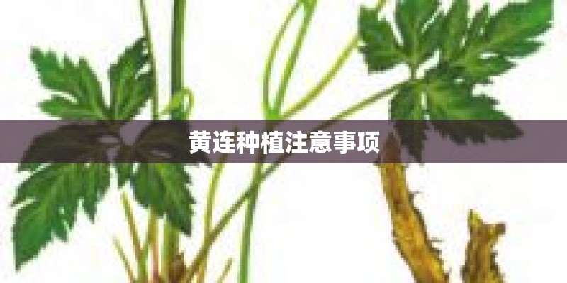 黄连种植注意事项