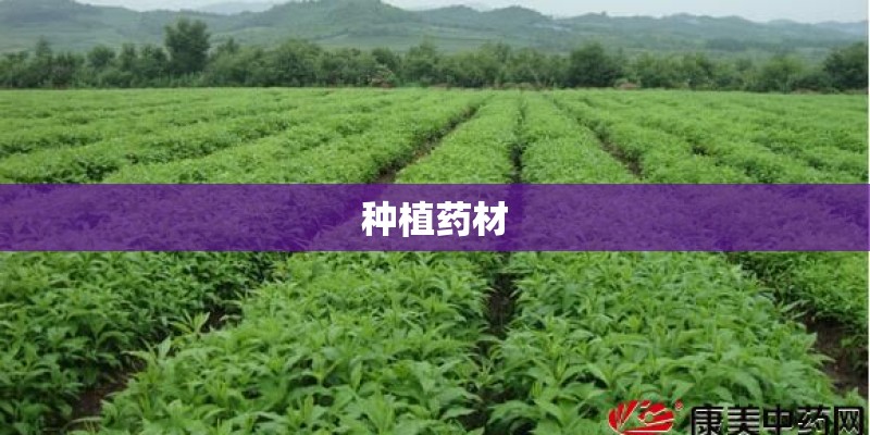 种植药材