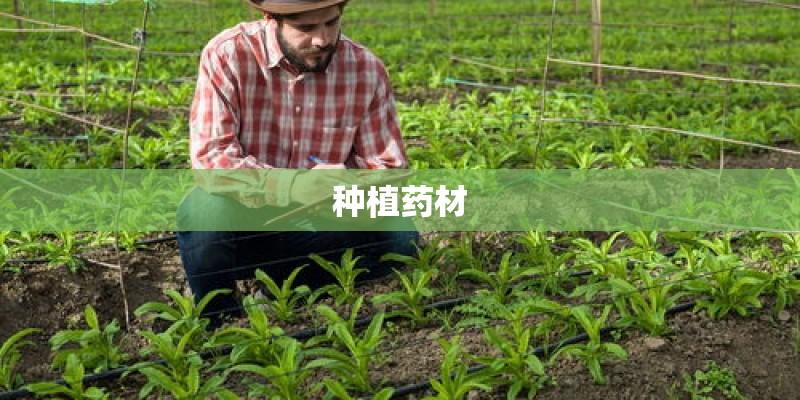 种植药材