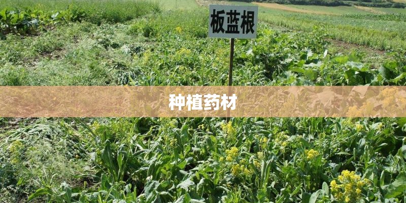 种植药材