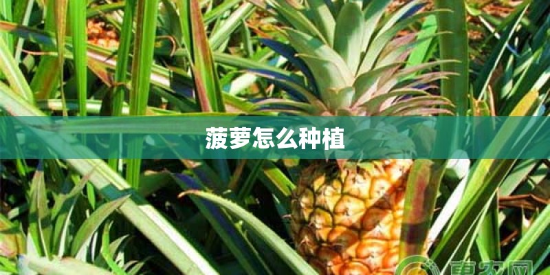 菠萝怎么种植