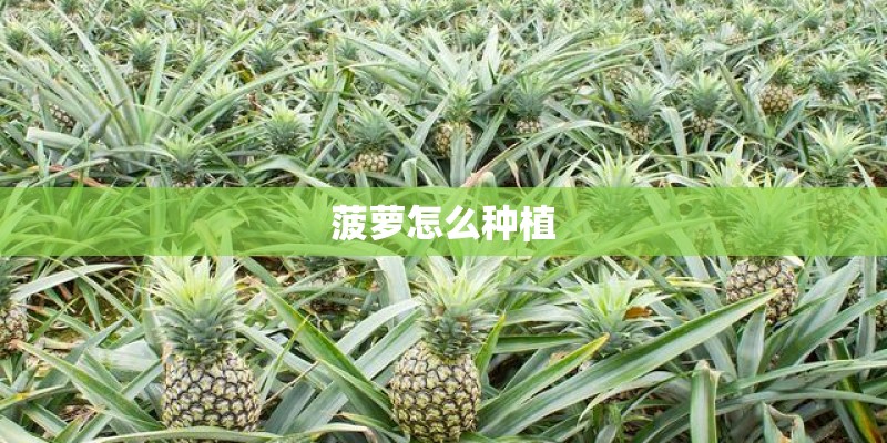菠萝怎么种植