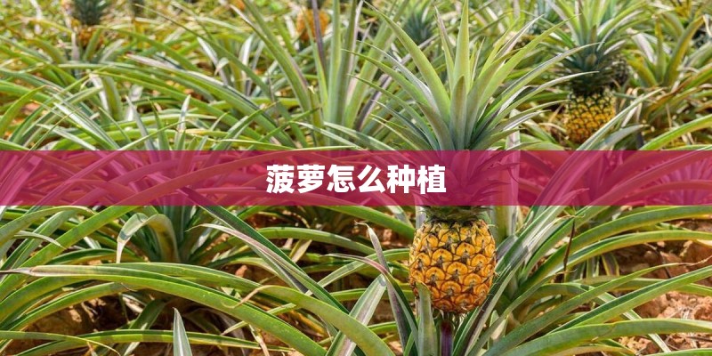 菠萝怎么种植