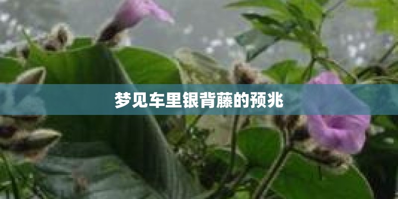 梦见车里银背藤的预兆